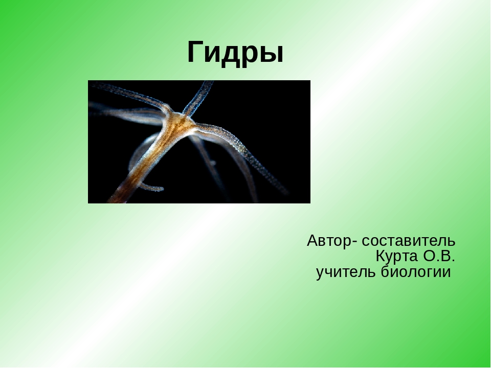 Сайт кракен 24