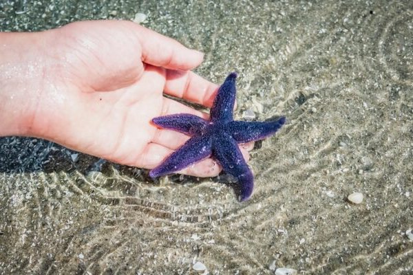 Kraken актуальное